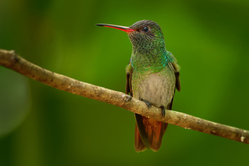 Rufous-tailed Hummingbird - Amazilia tzacatl medium-sized hummingbird, from Mexico, Colombia, Venezuela and Ecuador to Peru