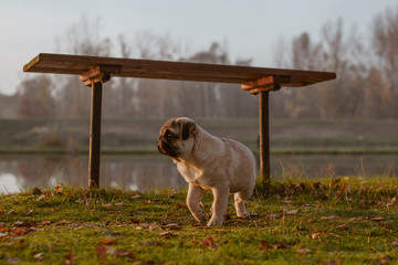 Młody pies rasy mops idzie koło ławki w parku nad jeziorem i patrzy skupiony w dal, o zachodzie słońca wczesną jesienią z wodą i drzewami rozmytymi w tle