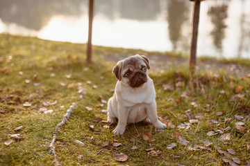 Młody pies, szczeniak rasy mops siedzi na trawie nad wodą i patrzy figlarnie o zachodzie słońca...