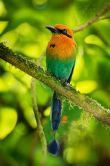 Broad-billed Motmot - Electron platyrhynchum found in Bolivia, Brazil, Colombia, Costa Rica, Ecuador, Honduras, Nicaragua, Panama, Peru