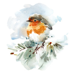 Watercolor Bird Robin on the snowy Branch Hand Drawn Winter Illustration isolated on white background