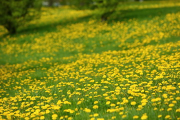 Meadow with yellow dandelion flowers amidst green grass in spring time.