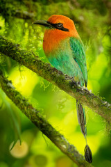 Broad-billed Motmot - Electron platyrhynchum found in Bolivia, Brazil, Colombia, Costa Rica, Ecuador, Honduras, Nicaragua, Panama, Peru