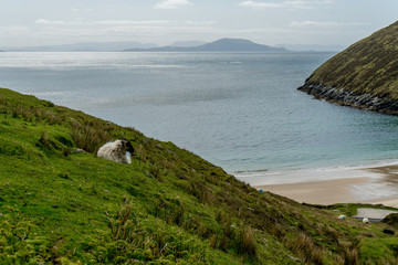 Sheep by the Shore