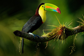 Keel-billed Toucan - Ramphastos sulfuratus  also known as sulfur-breasted toucan or rainbow-billed toucan