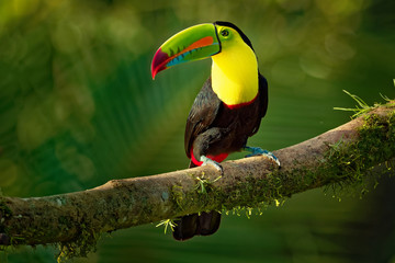 Keel-billed Toucan - Ramphastos sulfuratus  also known as sulfur-breasted toucan or rainbow-billed toucan