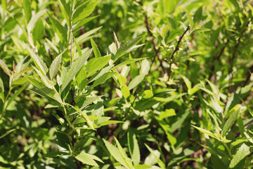 Green leaf spiraea japonica, background by the Sun