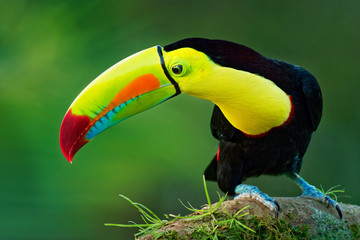 Toucan à carène - Ramphastos sulfuratus également connu sous le nom de toucan à poitrine sulfureuse ou toucan à bec arc-en-ciel