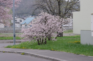 桜