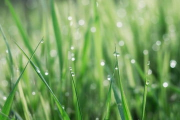 Fresh grass is covered with drops of morning dew.