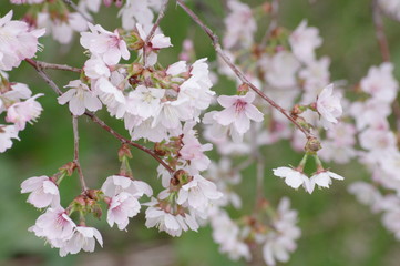 桜