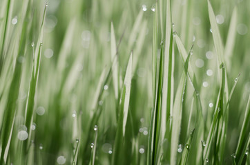 Fototapeta na wymiar Grass is covered with drops of morning dew