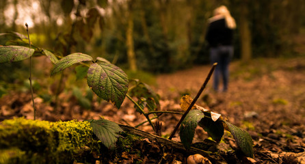 Urtica dioica woodland 