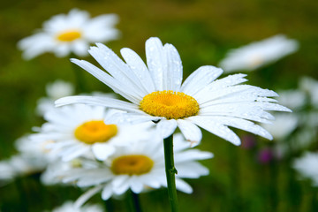 Blooming daisies in the spring meadow