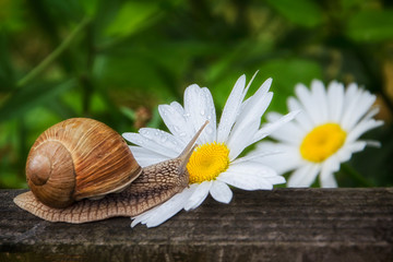 Snail and flower photographed close-up © imartsenyuk