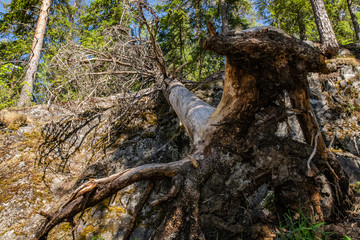 Foamy streams of water Tahmayoki River on the waterfall Ahinkoski