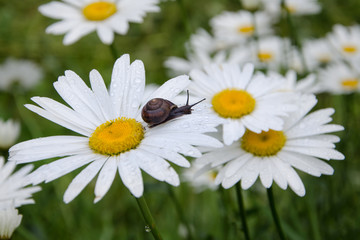 Fototapeta premium A snail crawling on a flower growing in a spring meadow