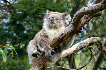 Sleepy Koala bear resting over a tree and look bored in a forest of South east Australia.