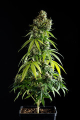 cannabis plant
