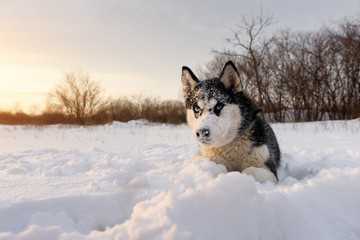 Siberian husky dog playing on winter field. Happy puppy in fluffy snow. Animal photography