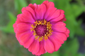 Coral Zinnia