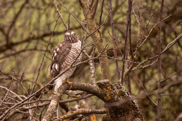 Sperber auf Jagd