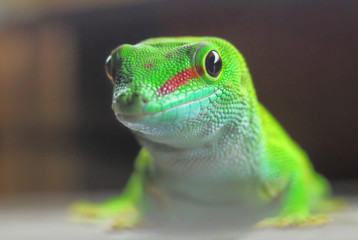 Phelsuma madagascariensis is a species of day Gecko that lives in Madagascar and Reunion. Close up with shallow depth of focus.