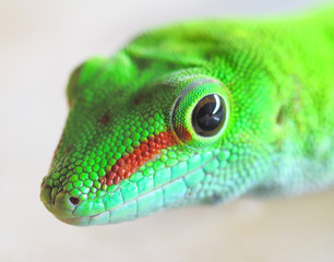 Phelsuma madagascariensis is a species of day Gecko that lives in Madagascar and Reunion. Close up with shallow depth of focus.