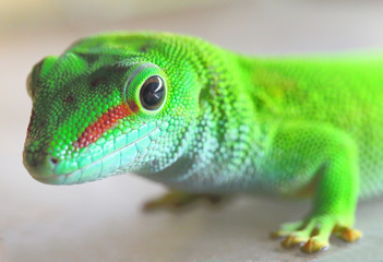 Phelsuma madagascariensis is a species of day Gecko that lives in Madagascar and Reunion. Close up with shallow depth of focus.