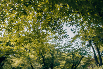 a tree on a sunny day