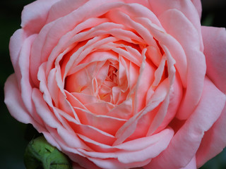 Frühling - Rose erblüht in voller Pracht