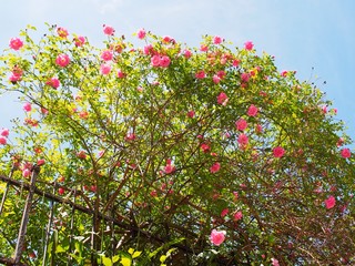 Blickfang - Blühender Rosenstrauch gedeiht im Garten