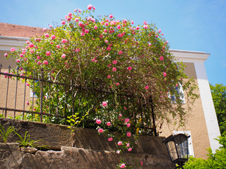 Fototapeta na wymiar Blickfang - Blühender Rosenstrauch gedeiht im Garten