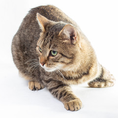Portrait of a tabby cat on a light white background.