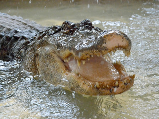 crocodile in water tanks