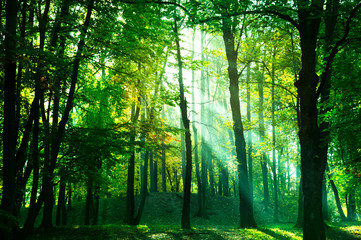 morning sunlight beam in green summer natural forest park nature background