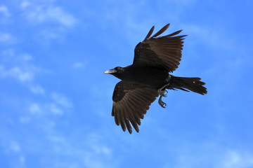 Raven in flight