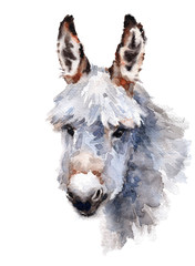 Cute Donkey Watercolor Animal hand painted illustration isolated on white background