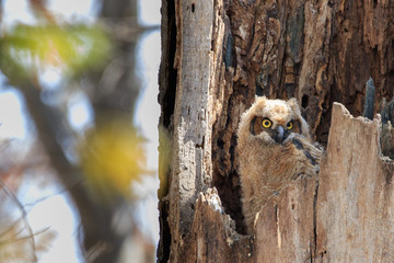 Fuzzy baby great horned owl sitting in nest ready to enter the world