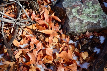 Fall in Arizona Canyon Autumn Leaf Snow Lichen Rock