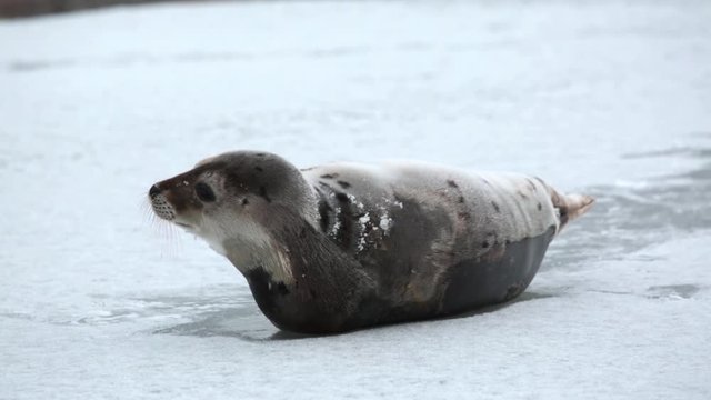 Young Harp Seal on the ice.