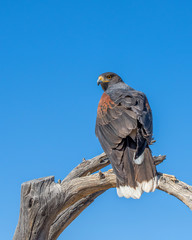 Harris Hawk perched atop a Dead Tree