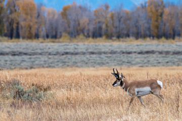Pronghorn in a Golden Meadow in Autumn