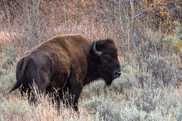 American Bison in the Sagebrush Flats of Grand teton National Park