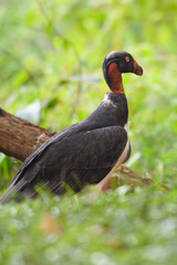 King vulture, Sarcoramphus papa, large bird found in Central and South America. Flying bird, forest in the background. Wildlife scene from tropic nature. Red head bird. Condor with open wing, Panama