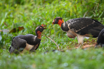 King vulture, Sarcoramphus papa, large bird found in Central and South America. Flying bird, forest...
