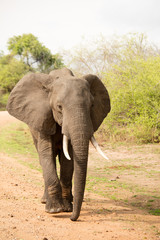 Fototapeta na wymiar Close up of big elephant walking on the sandy road