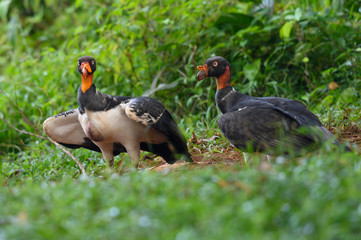 King vulture, Sarcoramphus papa, large bird found in Central and South America. Flying bird, forest...