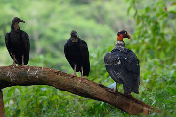 King vulture, Sarcoramphus papa, large bird found in Central and South America. Flying bird, forest...