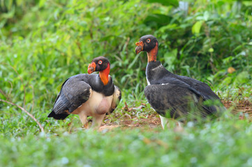 King vulture, Sarcoramphus papa, large bird found in Central and South America. Flying bird, forest...